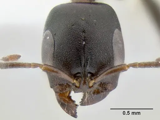Pseudomyrmex feralis specimen CASENT0106121 image casent0106121_2