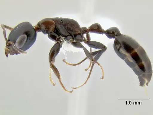 Pseudomyrmex feralis specimen CASENT0106121 image casent0106121_3
