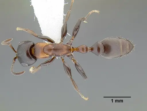 Pseudomyrmex feralis specimen CASENT0794097 image casent0794097_1