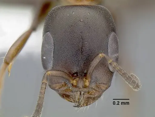 Pseudomyrmex feralis specimen CASENT0794097 image casent0794097_2