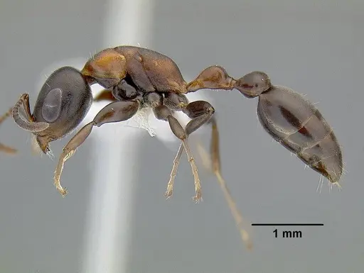 Pseudomyrmex feralis specimen CASENT0794097 image casent0794097_3