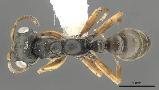 Pseudomyrmex feralis specimen CASENT0902841 image casent0902841_1