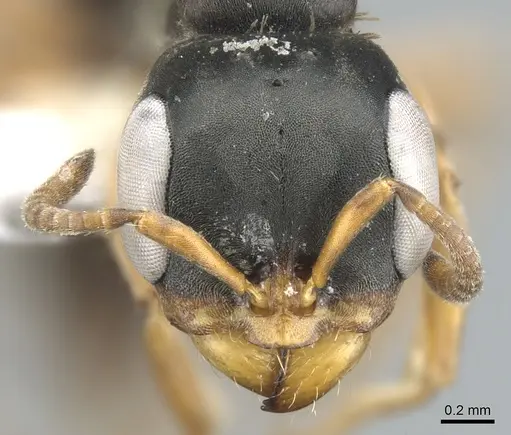 Pseudomyrmex feralis specimen CASENT0902841 image casent0902841_2