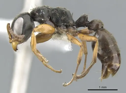 Pseudomyrmex feralis specimen CASENT0902841 image casent0902841_3