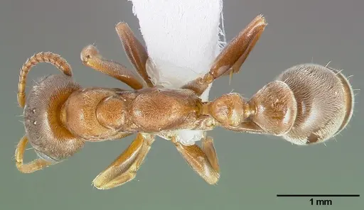 Pseudomyrmex ferrugineus specimen CASENT0005785 image casent0005785_1