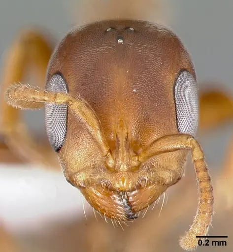Pseudomyrmex ferrugineus specimen CASENT0005785 image casent0005785_2
