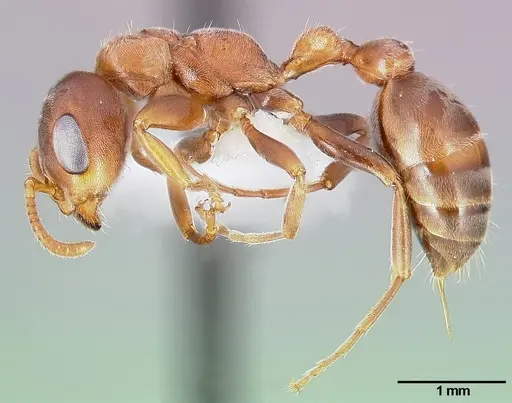Pseudomyrmex ferrugineus specimen CASENT0005785 image casent0005785_3