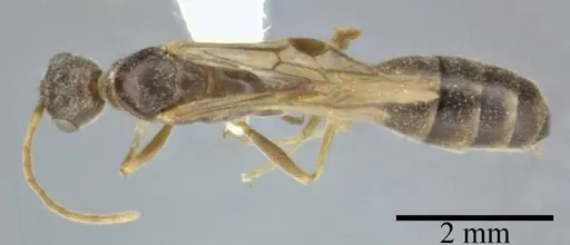 Pseudomyrmex ferrugineus specimen CASENT0246283 image casent0246283_1