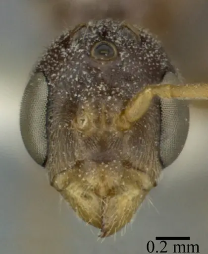 Pseudomyrmex ferrugineus specimen CASENT0246283 image casent0246283_2