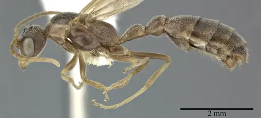 Pseudomyrmex ferrugineus specimen CASENT0246283 image casent0246283_3