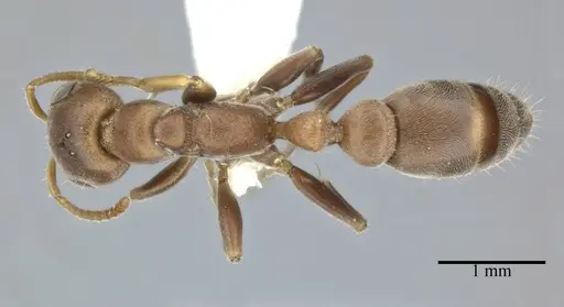 Pseudomyrmex ferrugineus specimen CASENT0246284 image casent0246284_1
