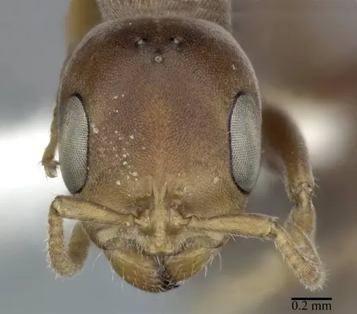 Pseudomyrmex ferrugineus specimen CASENT0246284 image casent0246284_2