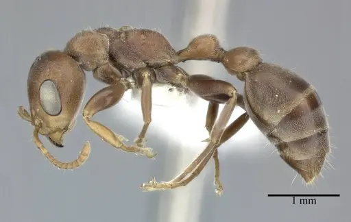 Pseudomyrmex ferrugineus specimen CASENT0246284 image casent0246284_3