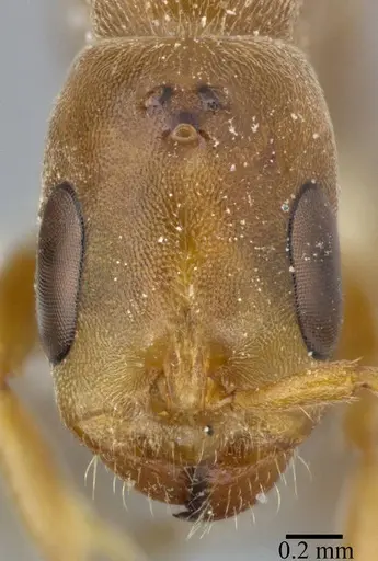 Pseudomyrmex ferrugineus specimen CASENT0246310 image casent0246310_2