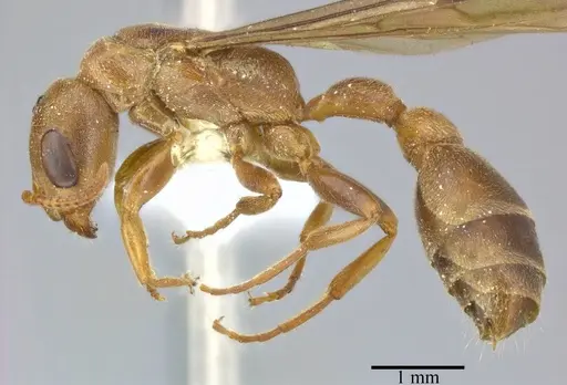 Pseudomyrmex ferrugineus specimen CASENT0246310 image casent0246310_3
