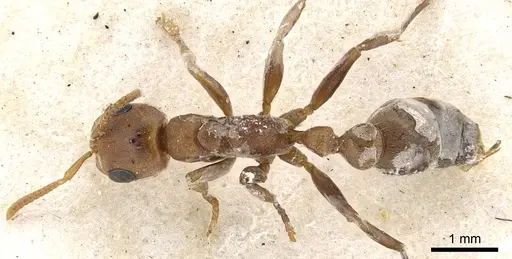 Pseudomyrmex ferrugineus specimen CASENT0902903 image casent0902903_1