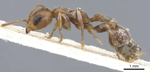 Pseudomyrmex ferrugineus specimen CASENT0902903 image casent0902903_3