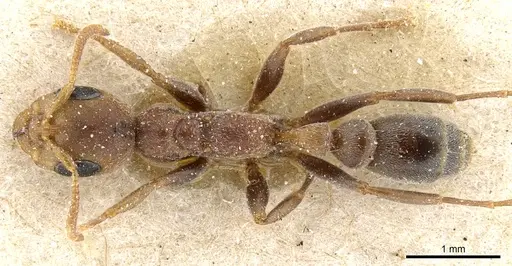 Pseudomyrmex ferrugineus specimen CASENT0904054 image casent0904054_1