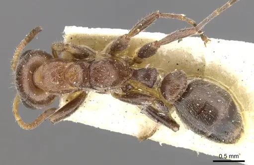 Pseudomyrmex fervidus specimen CASENT0902922 image casent0902922_1