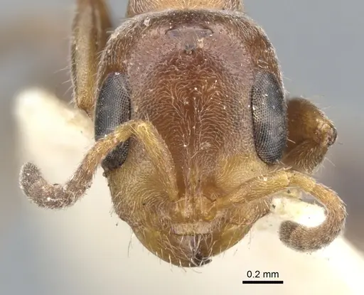 Pseudomyrmex fervidus specimen CASENT0902922 image casent0902922_2