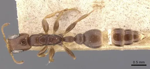 Pseudomyrmex fiebrigi specimen CASENT0907538 image casent0907538_1