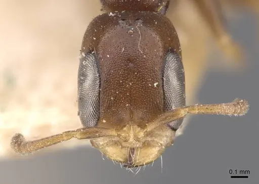 Pseudomyrmex fiebrigi specimen CASENT0907538 image casent0907538_2