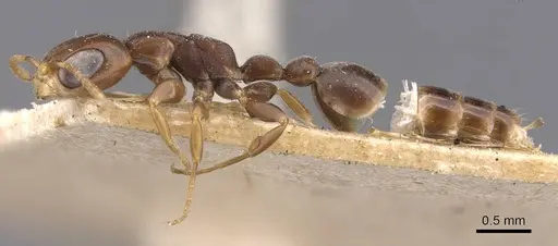 Pseudomyrmex fiebrigi specimen CASENT0907538 image casent0907538_3