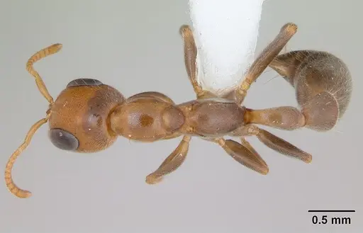Pseudomyrmex filiformis specimen CASENT0173752 image casent0173752_1