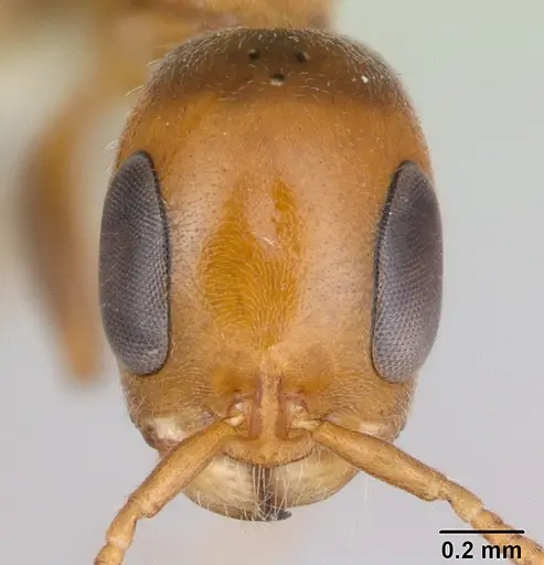 Pseudomyrmex filiformis specimen CASENT0173752 image casent0173752_2