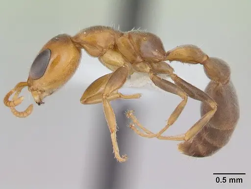 Pseudomyrmex filiformis specimen CASENT0173752 image casent0173752_3