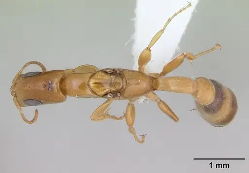 Pseudomyrmex filiformis specimen CASENT0173753 image casent0173753_1