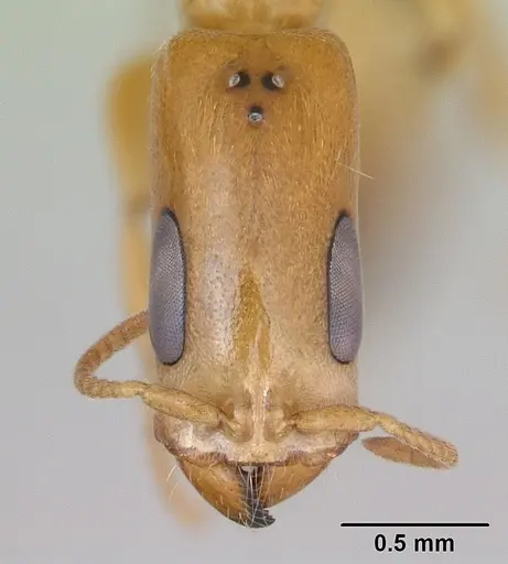 Pseudomyrmex filiformis specimen CASENT0173753 image casent0173753_2