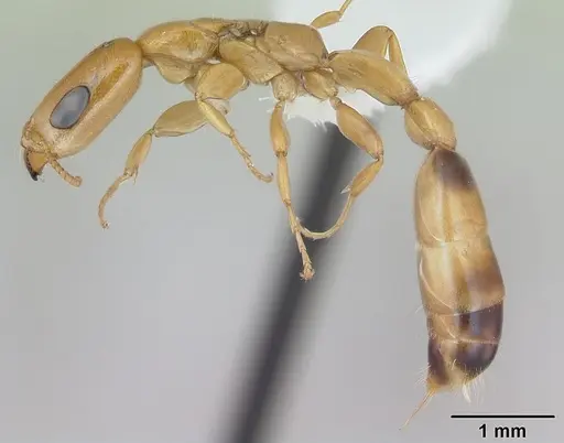 Pseudomyrmex filiformis specimen CASENT0173753 image casent0173753_3