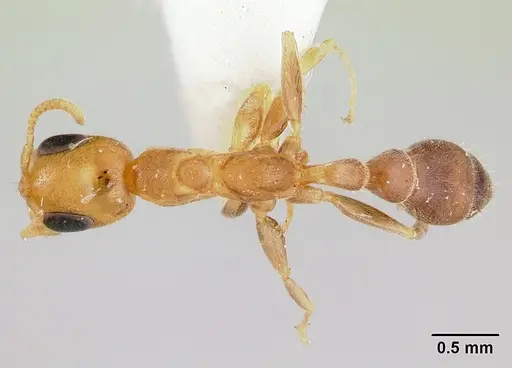 Pseudomyrmex filiformis specimen CASENT0178622 image casent0178622_1