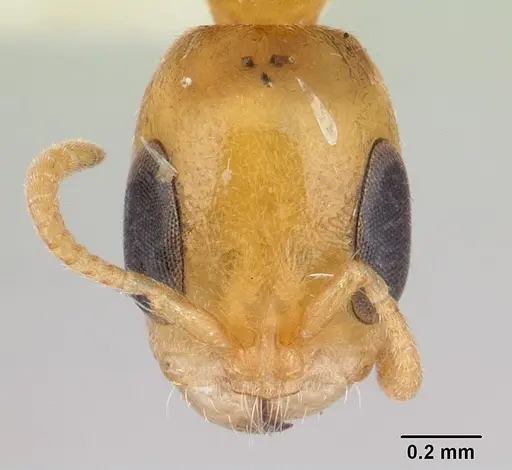 Pseudomyrmex filiformis specimen CASENT0178622 image casent0178622_2