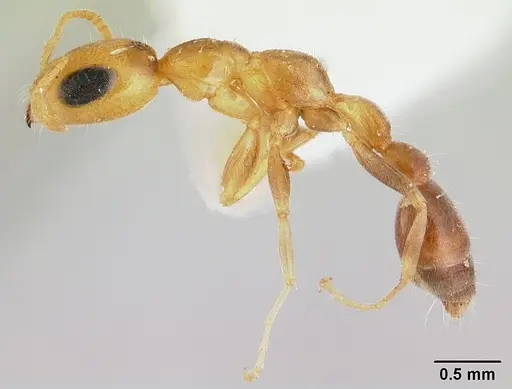 Pseudomyrmex filiformis specimen CASENT0178622 image casent0178622_3