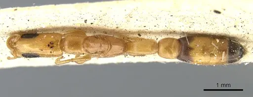 Pseudomyrmex filiformis specimen CASENT0902920 image casent0902920_1