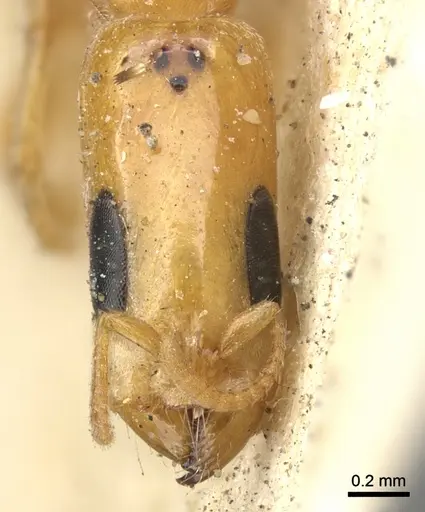 Pseudomyrmex filiformis specimen CASENT0902920 image casent0902920_2