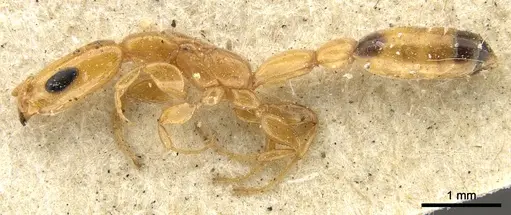 Pseudomyrmex filiformis specimen CASENT0902920 image casent0902920_3