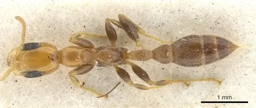 Pseudomyrmex filiformis specimen CASENT0902921 image casent0902921_1