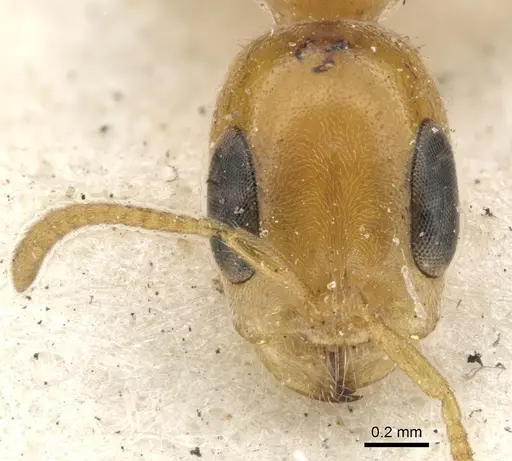 Pseudomyrmex filiformis specimen CASENT0902921 image casent0902921_2