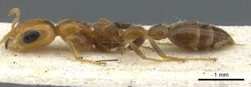 Pseudomyrmex filiformis specimen CASENT0902921 image casent0902921_3