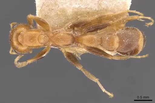 Pseudomyrmex filiformis specimen CASENT0907498 image casent0907498_1