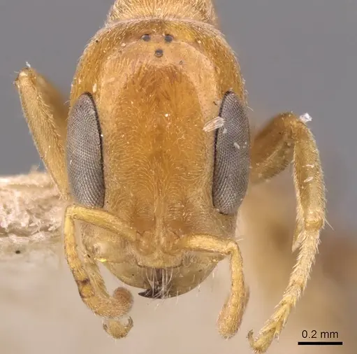 Pseudomyrmex filiformis specimen CASENT0907498 image casent0907498_2