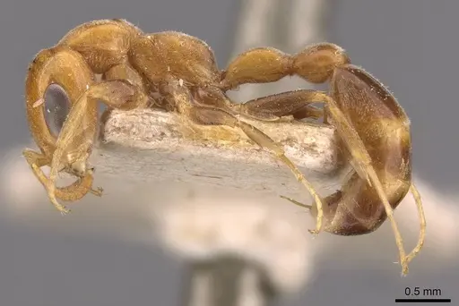 Pseudomyrmex filiformis specimen CASENT0907498 image casent0907498_3