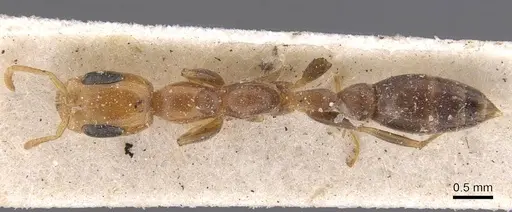 Pseudomyrmex filiformis specimen CASENT0907539 image casent0907539_1