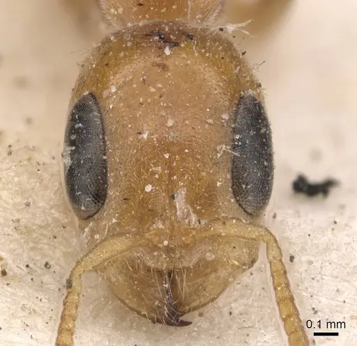 Pseudomyrmex filiformis specimen CASENT0907539 image casent0907539_2