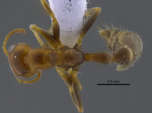 Pseudomyrmex filiformis specimen CBUMAGENT41805 image cbumagent41805_1