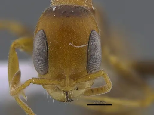 Pseudomyrmex filiformis specimen CBUMAGENT41805 image cbumagent41805_2