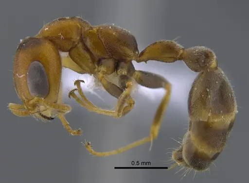 Pseudomyrmex filiformis specimen CBUMAGENT41805 image cbumagent41805_3